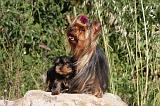 YORKSHIRE TERRIER 424